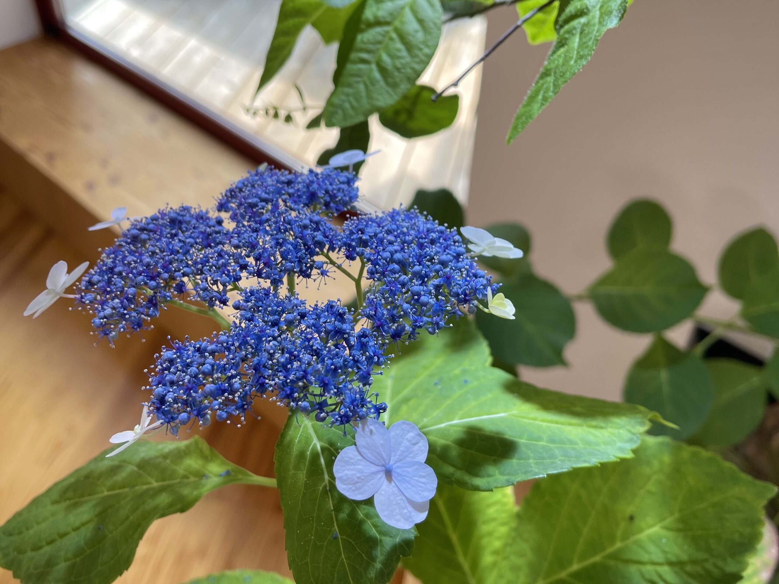 庭（ニワイエ）青が綺麗なガクアジサイ - 庭（ニワイエ）