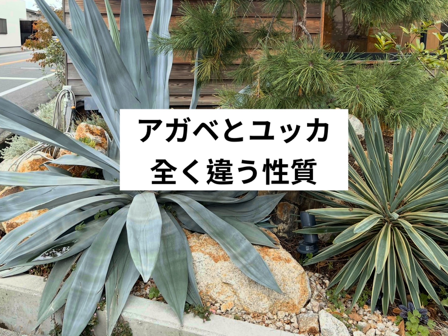 アガベとユッカ、似てるようでまったく違う - 庭（ニワイエ）